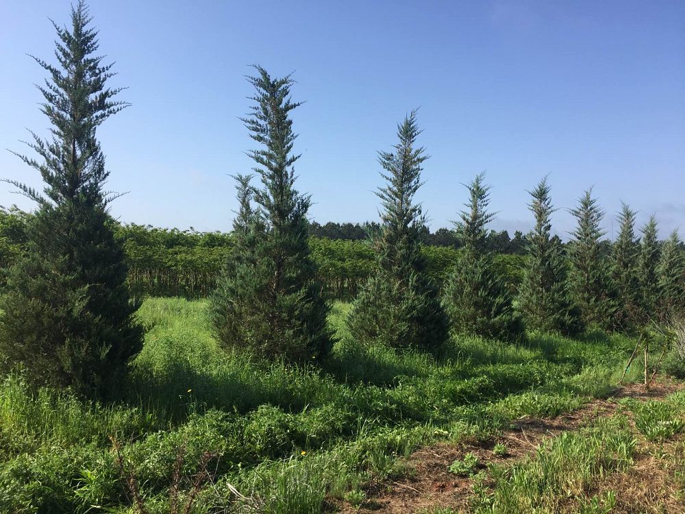 juniperus-virginiana-burkii-eastern-red-cedar