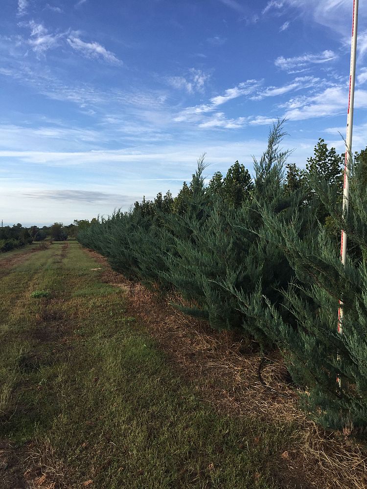 juniperus-virginiana-burkii-eastern-red-cedar