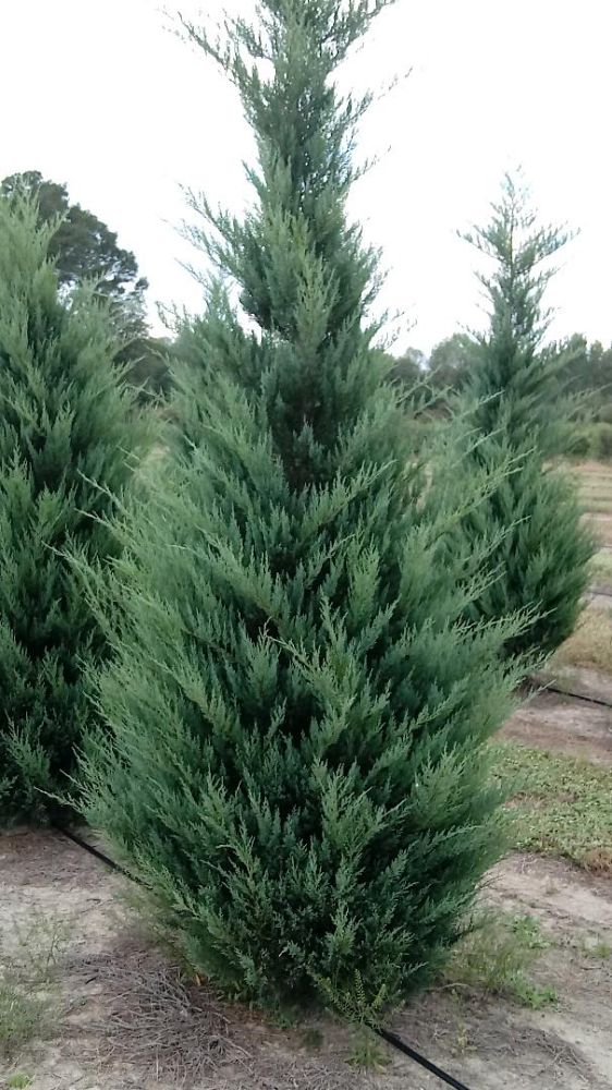 juniperus-virginiana-burkii-eastern-red-cedar