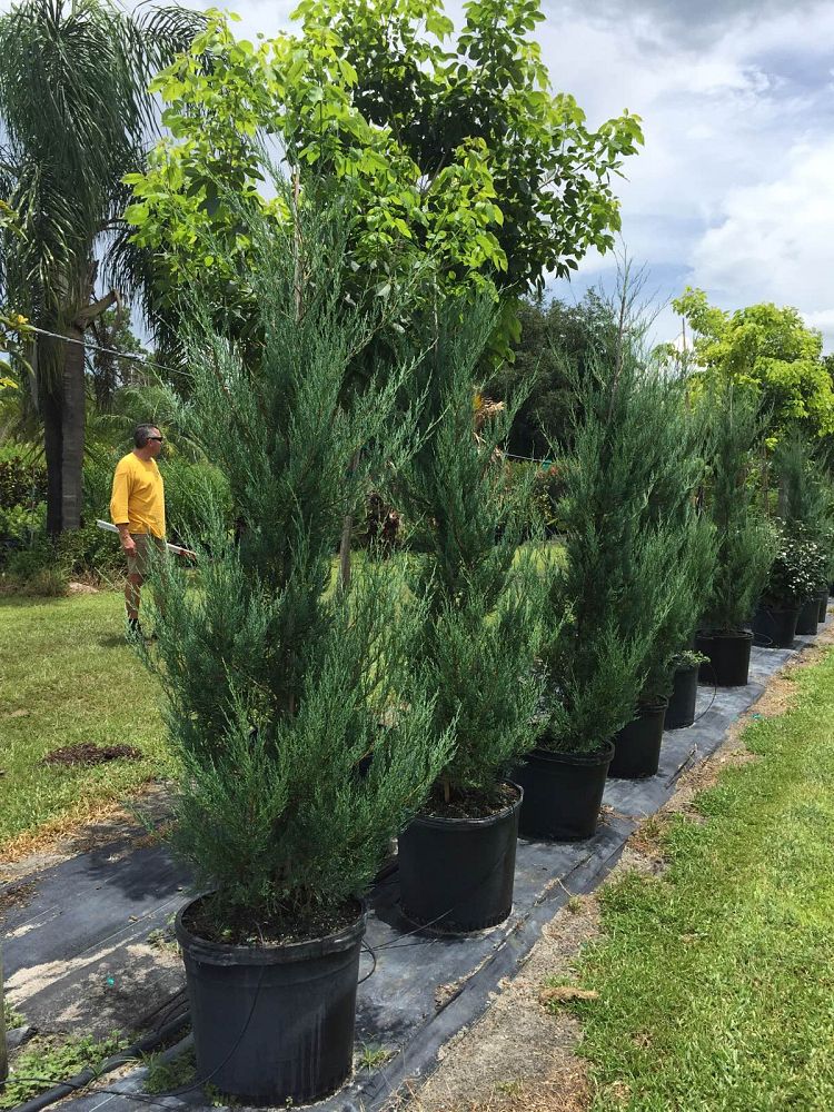 juniperus-virginiana-burkii-eastern-red-cedar