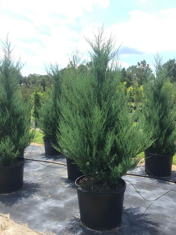 juniperus-virginiana-burkii-eastern-red-cedar