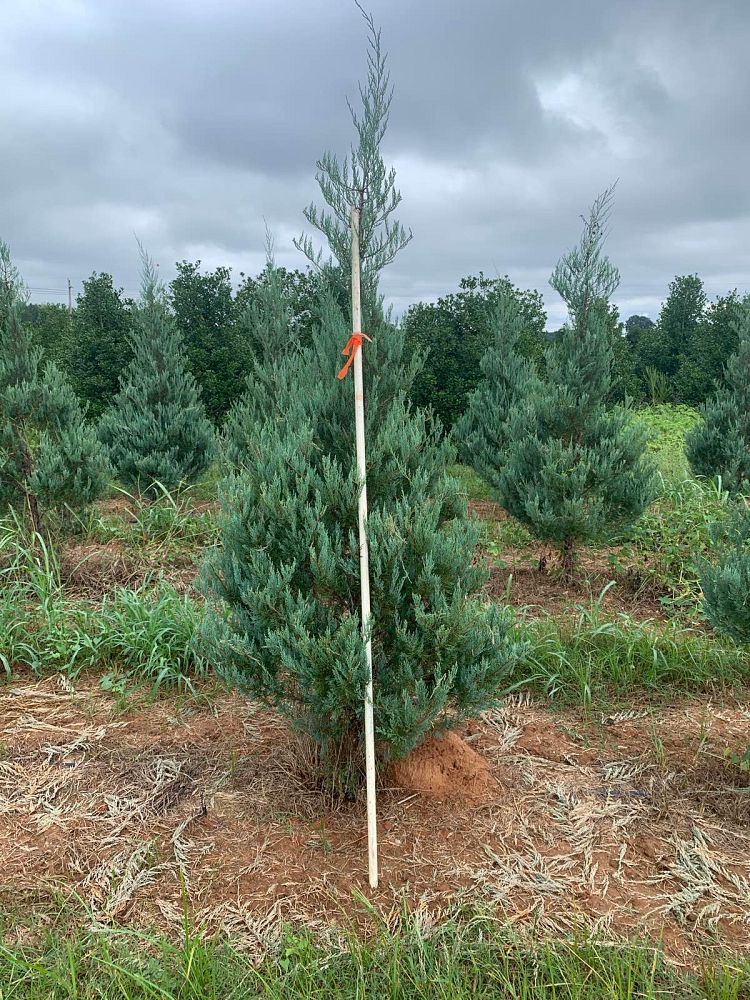 juniperus-virginiana-burkii-eastern-red-cedar