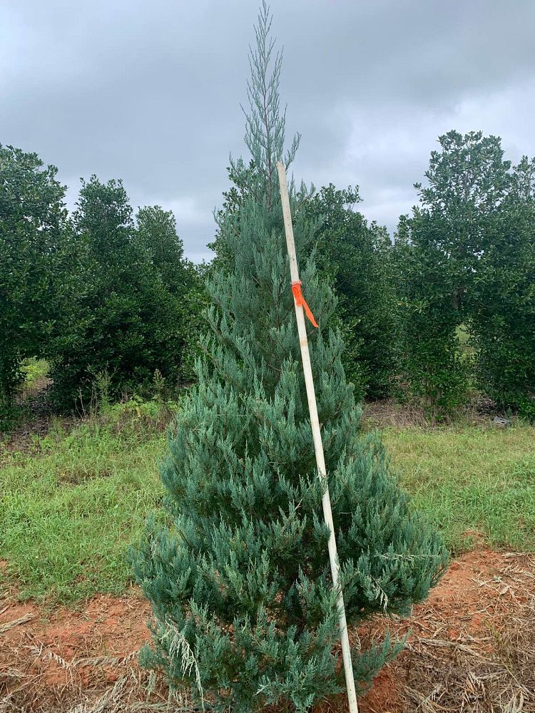 juniperus-virginiana-burkii-eastern-red-cedar