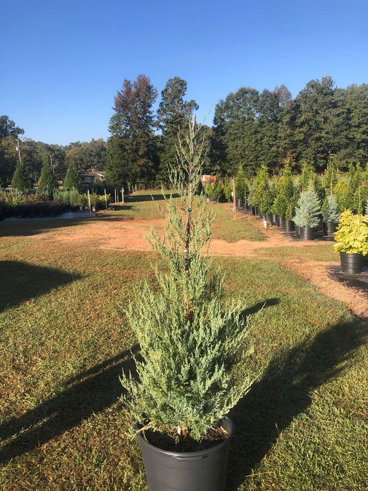juniperus-virginiana-burkii-eastern-red-cedar
