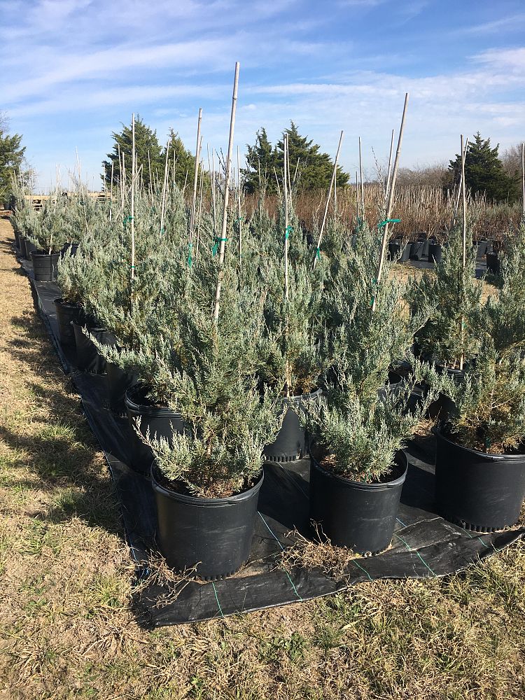 juniperus-virginiana-burkii-eastern-red-cedar