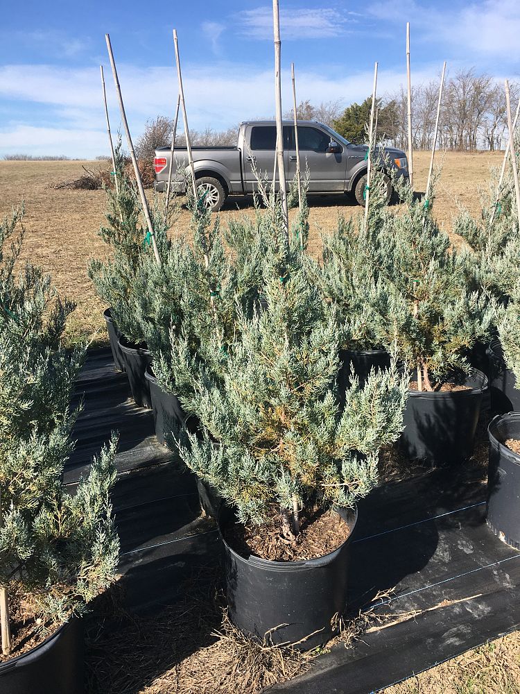 juniperus-virginiana-burkii-eastern-red-cedar