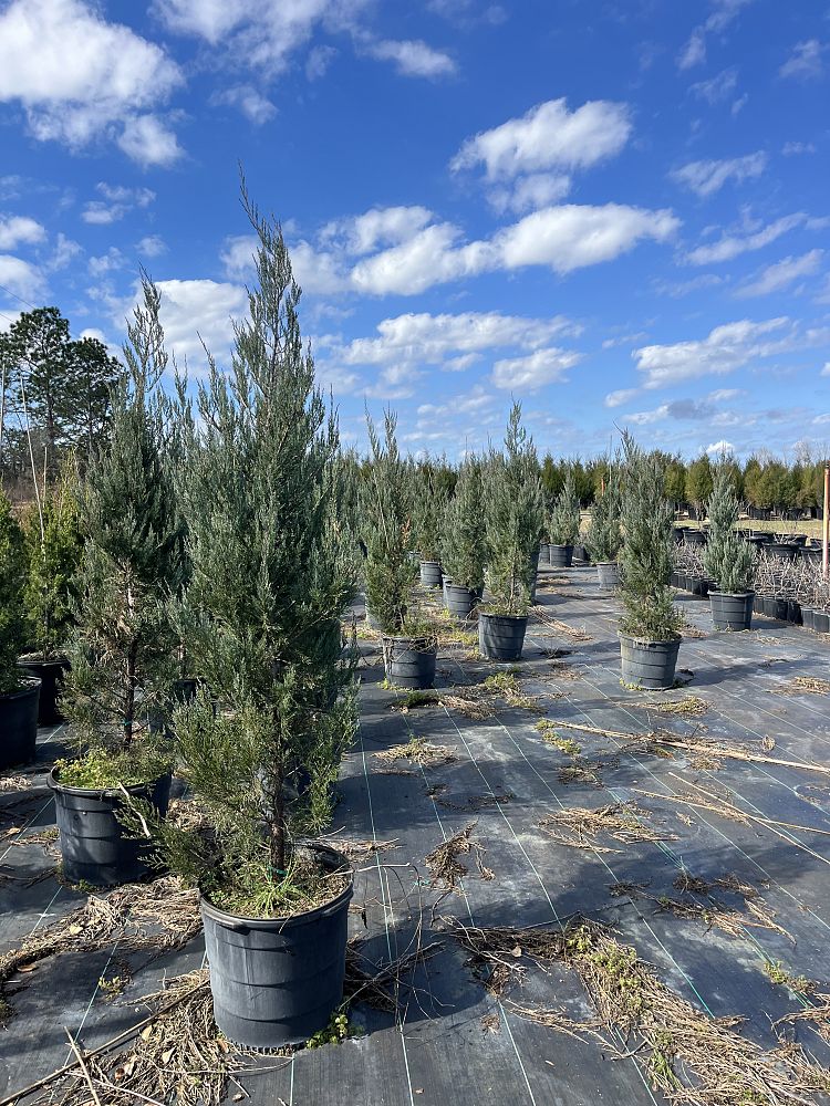 juniperus-virginiana-burkii-eastern-red-cedar