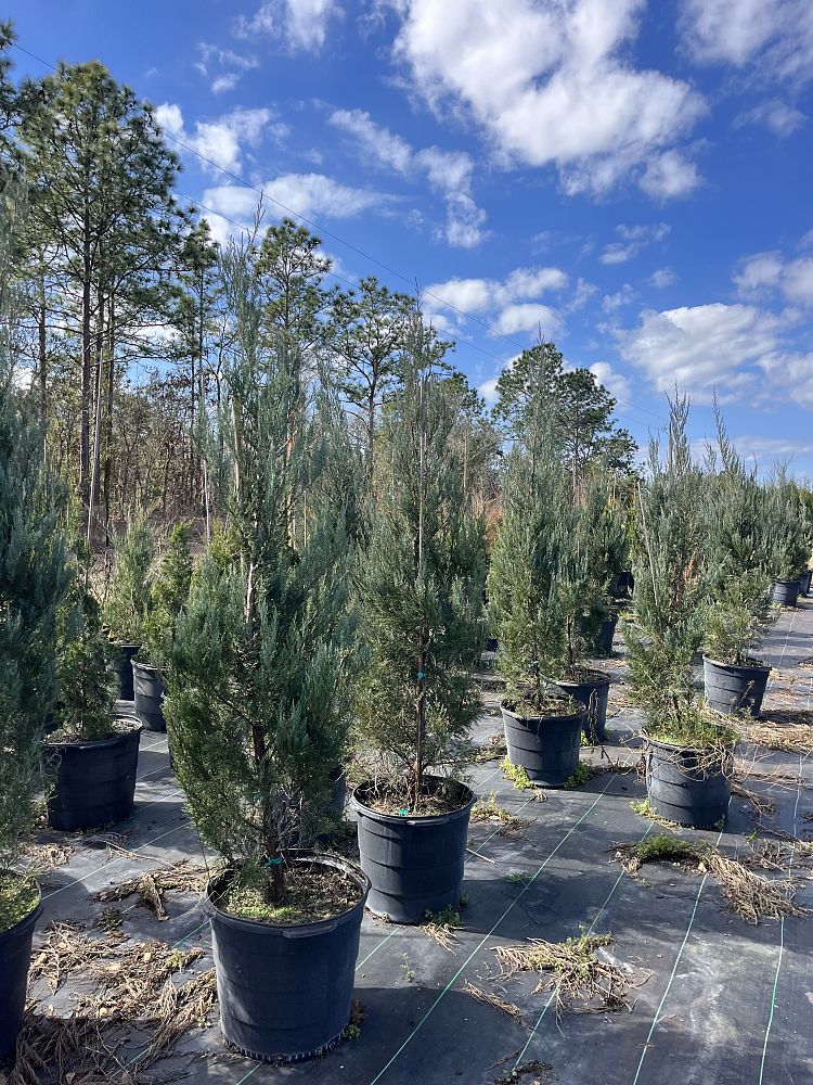 juniperus-virginiana-burkii-eastern-red-cedar