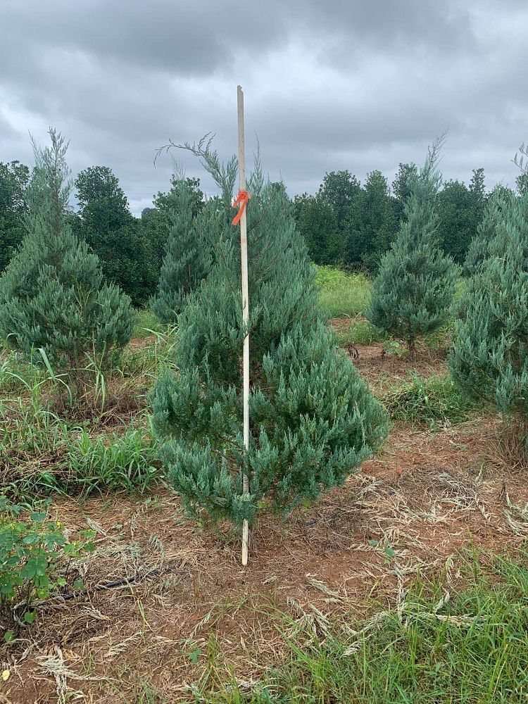juniperus-virginiana-burkii-eastern-red-cedar
