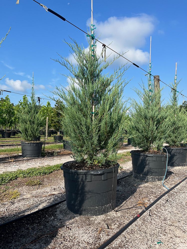 juniperus-virginiana-burkii-eastern-red-cedar