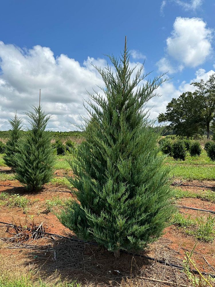 juniperus-virginiana-burkii-eastern-red-cedar