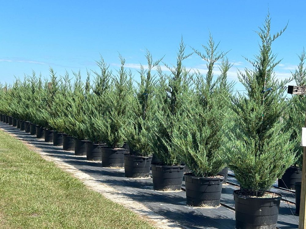 juniperus-virginiana-burkii-eastern-red-cedar