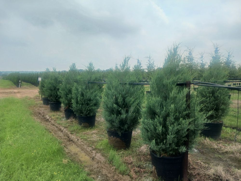 juniperus-virginiana-burkii-eastern-red-cedar