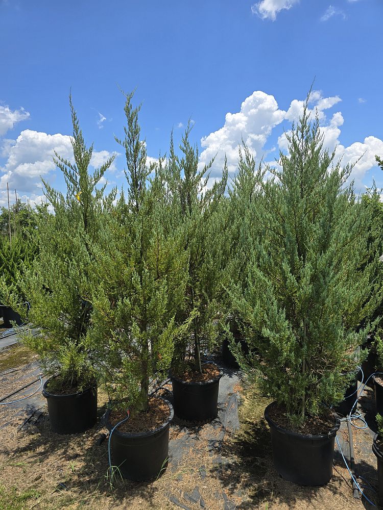 juniperus-virginiana-burkii-eastern-red-cedar
