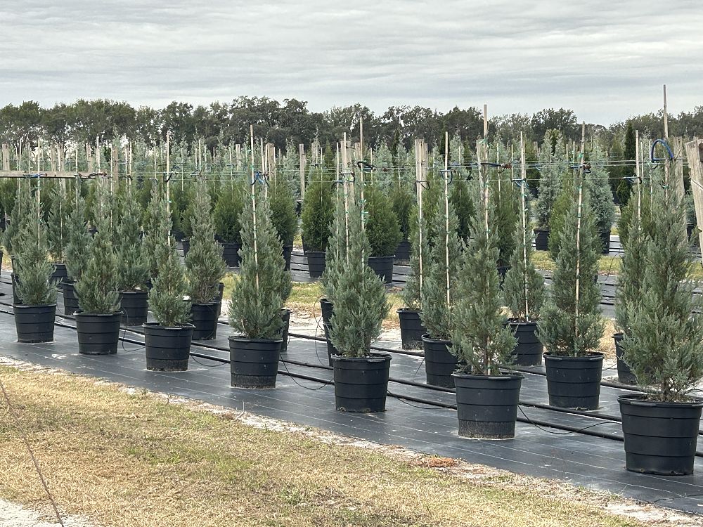 juniperus-virginiana-burkii-eastern-red-cedar
