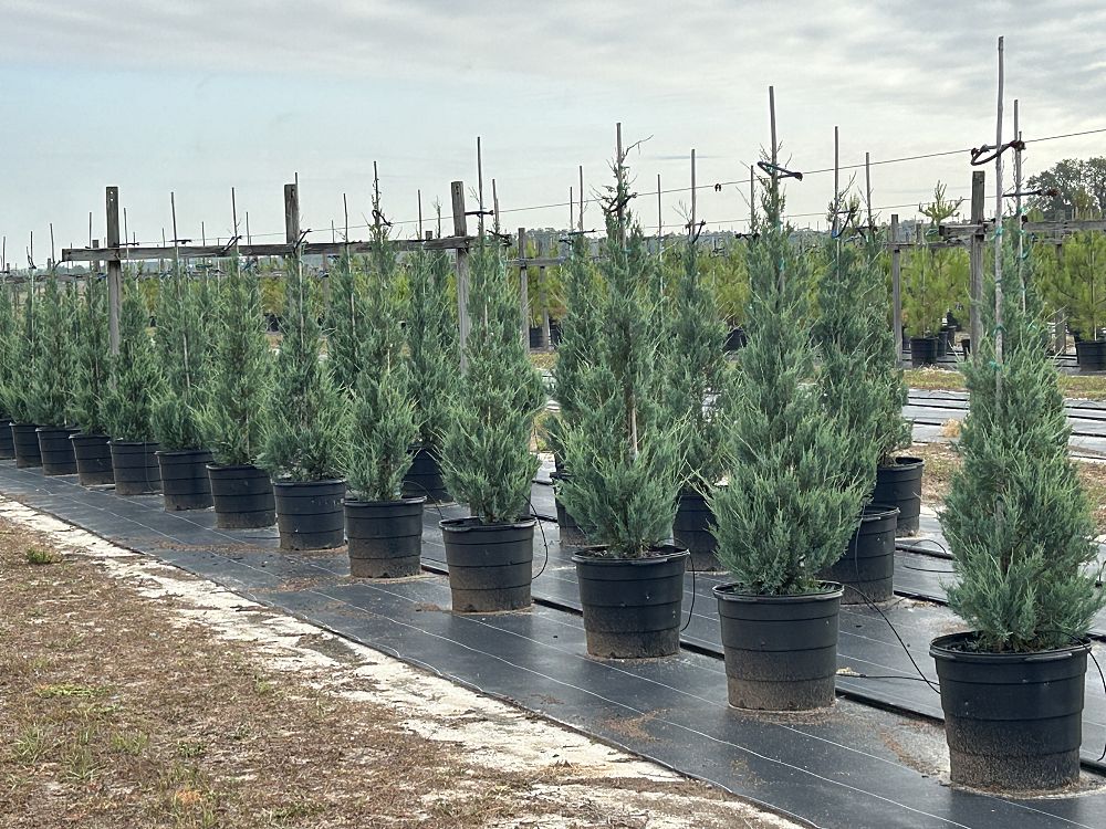 juniperus-virginiana-burkii-eastern-red-cedar