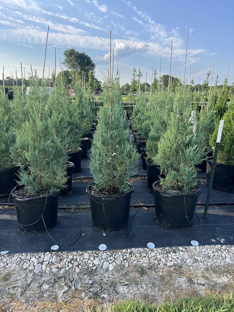 juniperus-virginiana-burkii-eastern-red-cedar
