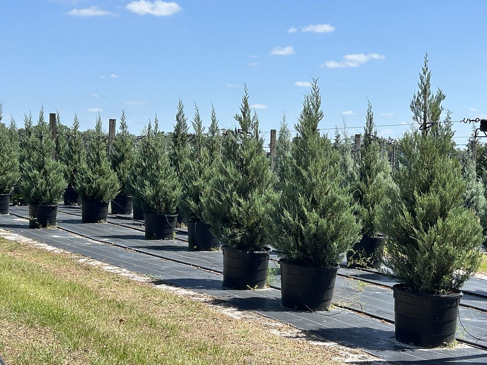 juniperus-virginiana-burkii-eastern-red-cedar