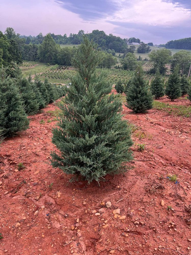 juniperus-virginiana-burkii-eastern-red-cedar