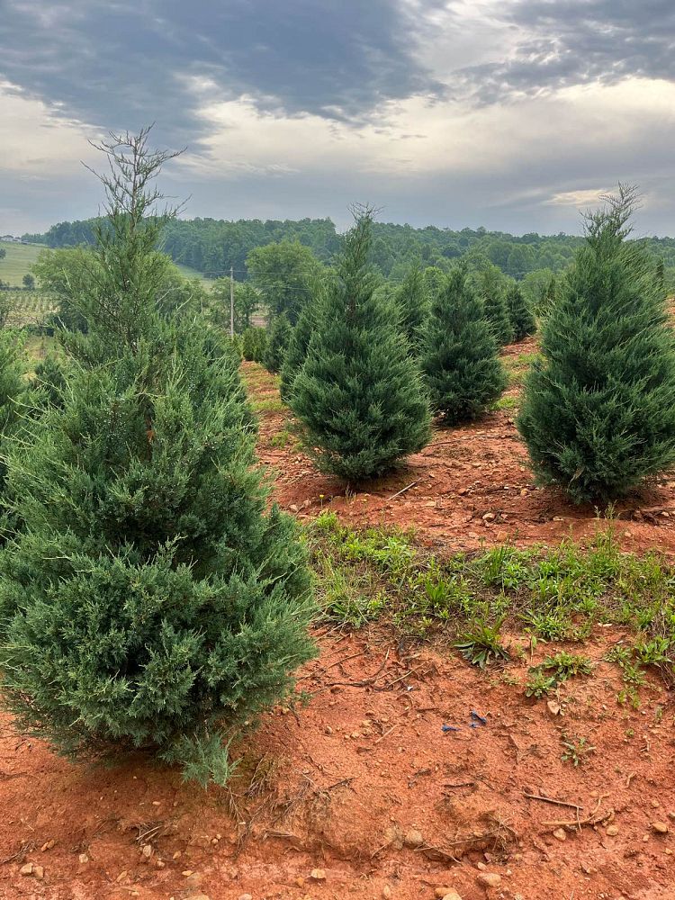 juniperus-virginiana-burkii-eastern-red-cedar