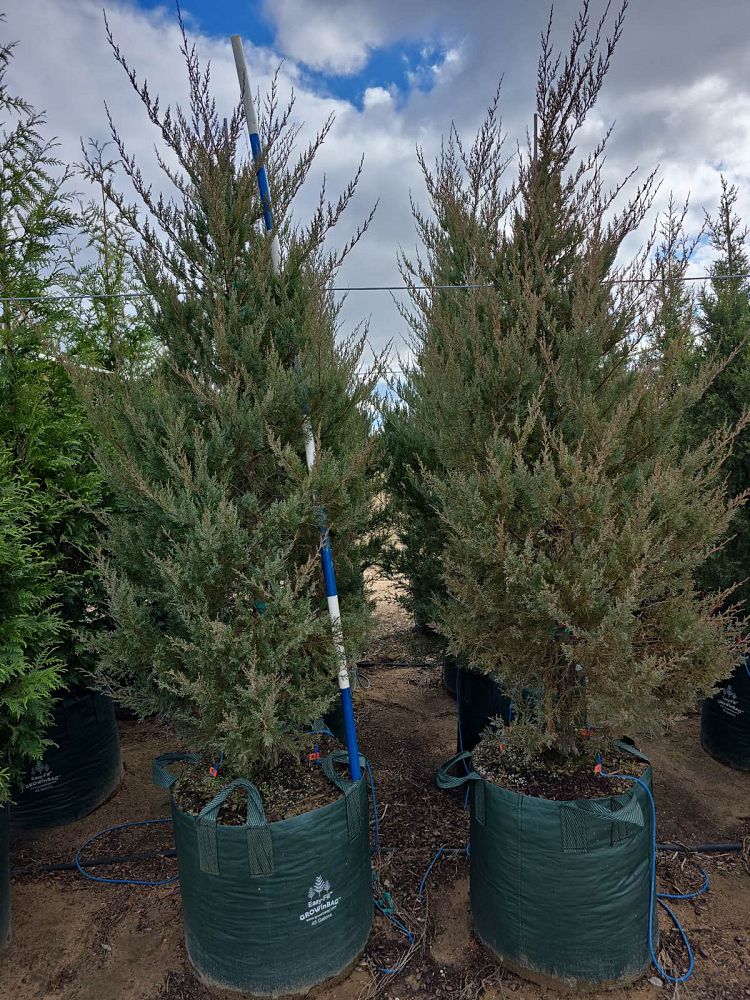 juniperus-virginiana-burkii-eastern-red-cedar