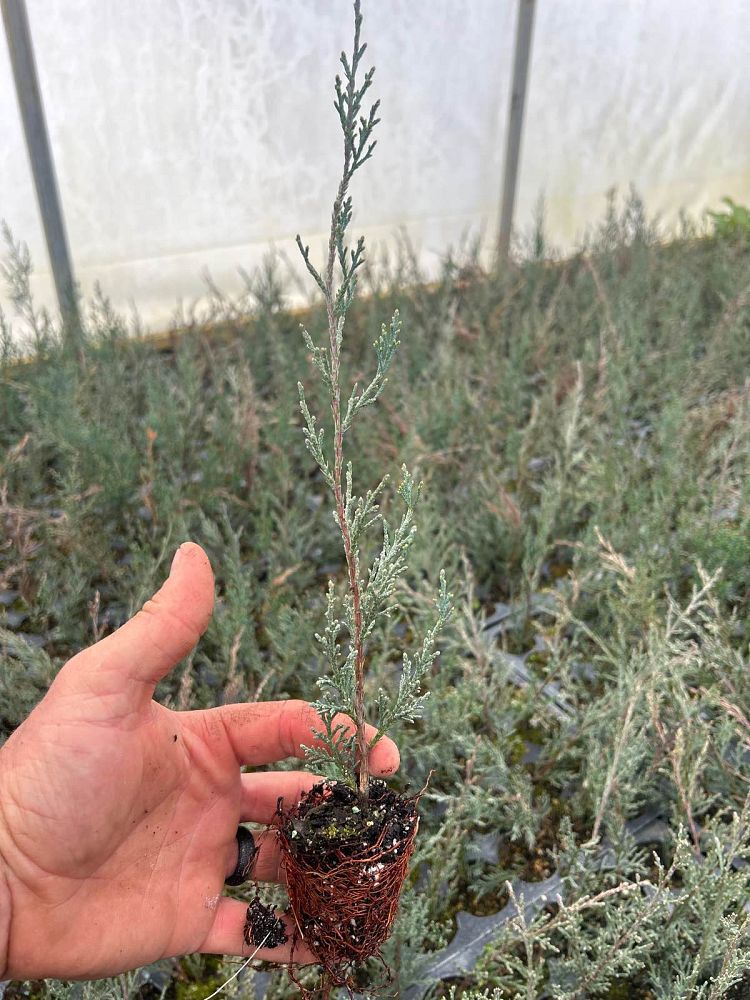 juniperus-virginiana-burkii-eastern-red-cedar