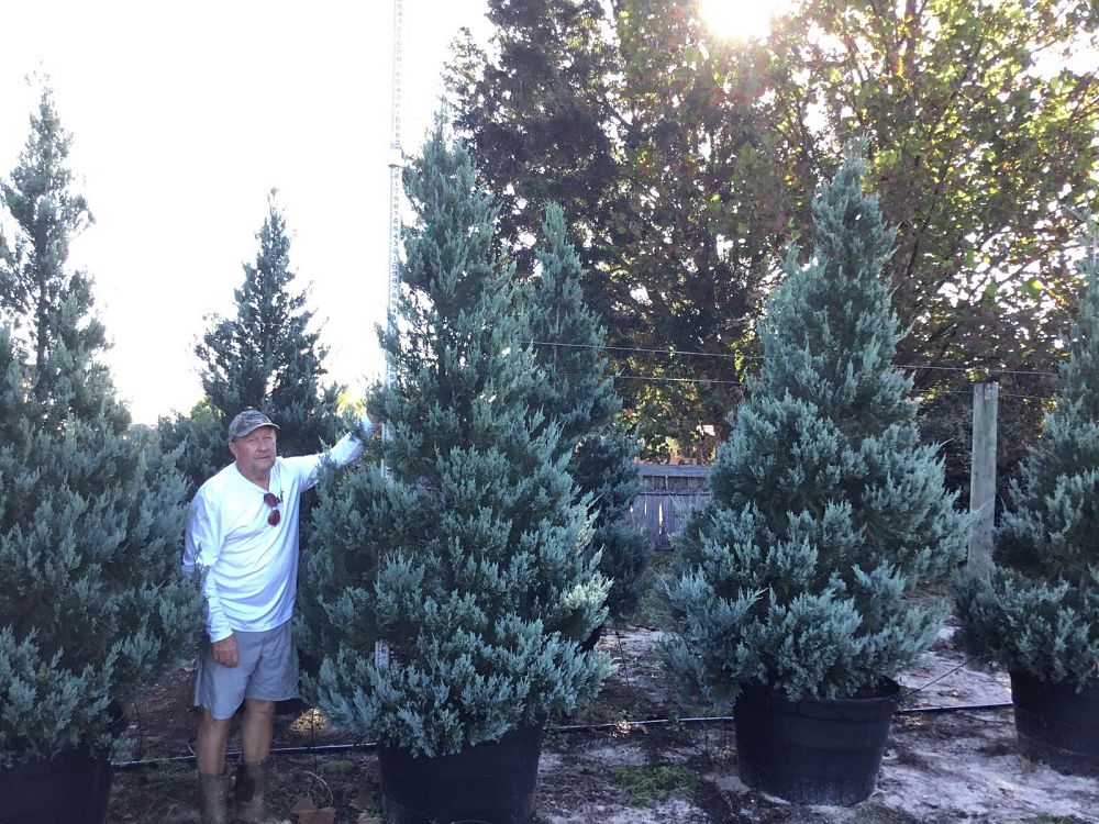 juniperus-virginiana-burkii-eastern-red-cedar