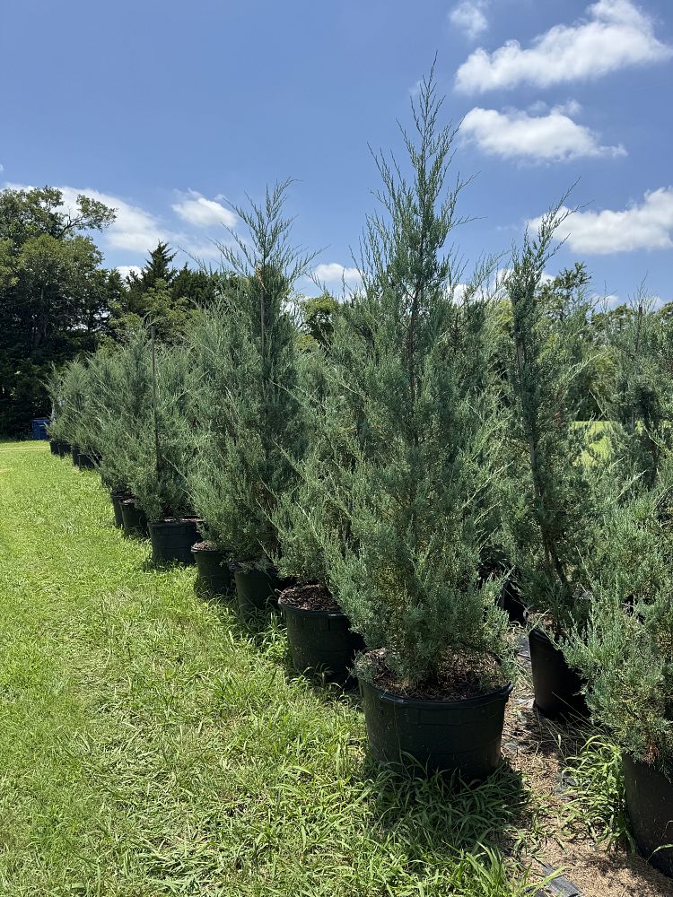 juniperus-virginiana-burkii-eastern-red-cedar