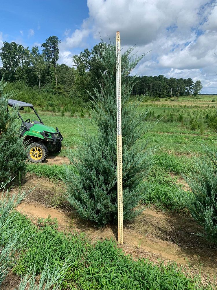 juniperus-virginiana-burkii-eastern-red-cedar