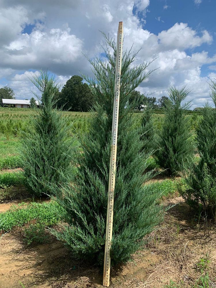 juniperus-virginiana-burkii-eastern-red-cedar
