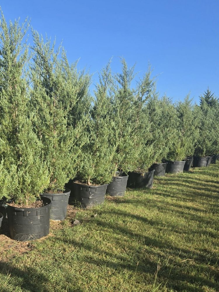 juniperus-virginiana-burkii-eastern-red-cedar