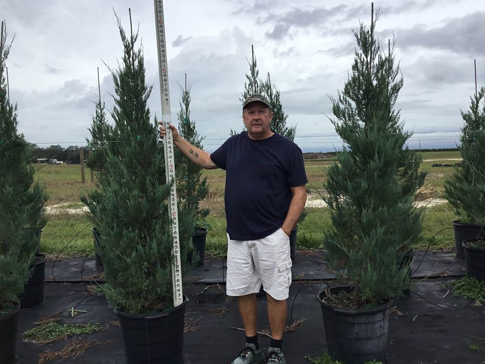 juniperus-virginiana-burkii-eastern-red-cedar