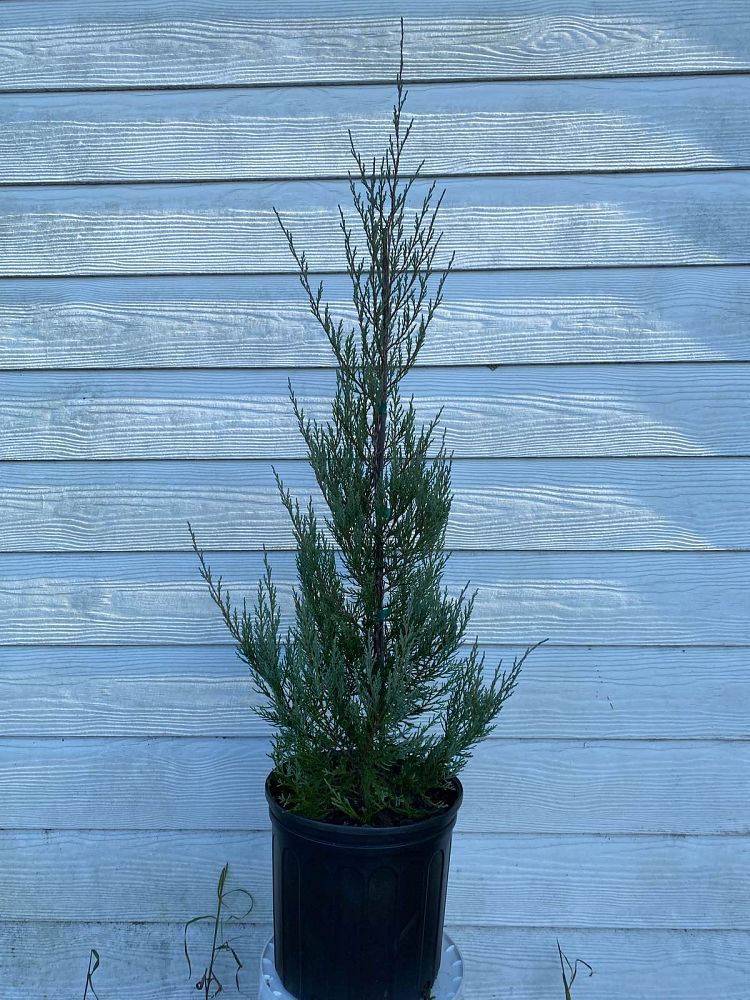 juniperus-virginiana-burkii-eastern-red-cedar