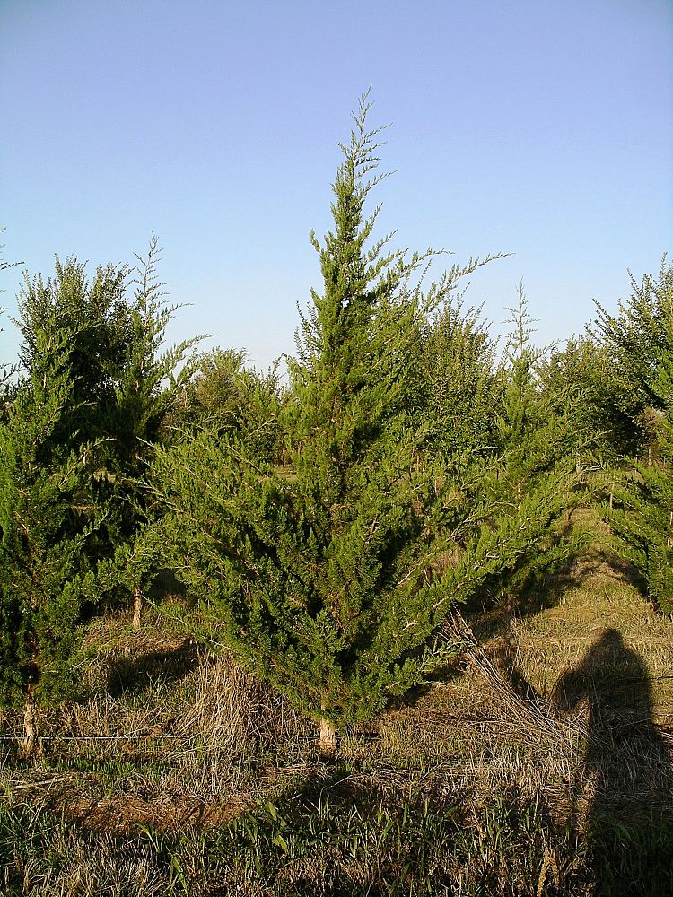 juniperus-virginiana-canaertii-eastern-red-cedar