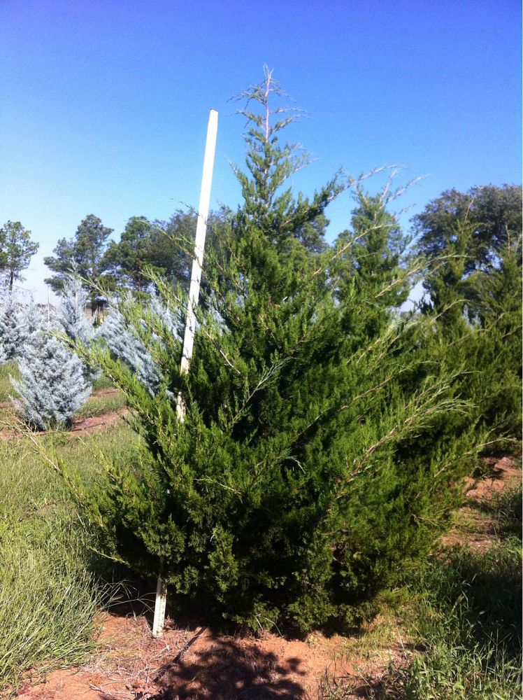 juniperus-virginiana-canaertii-eastern-red-cedar