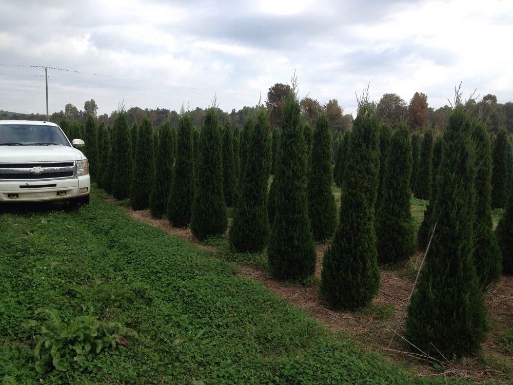 juniperus-virginiana-canaertii-eastern-red-cedar