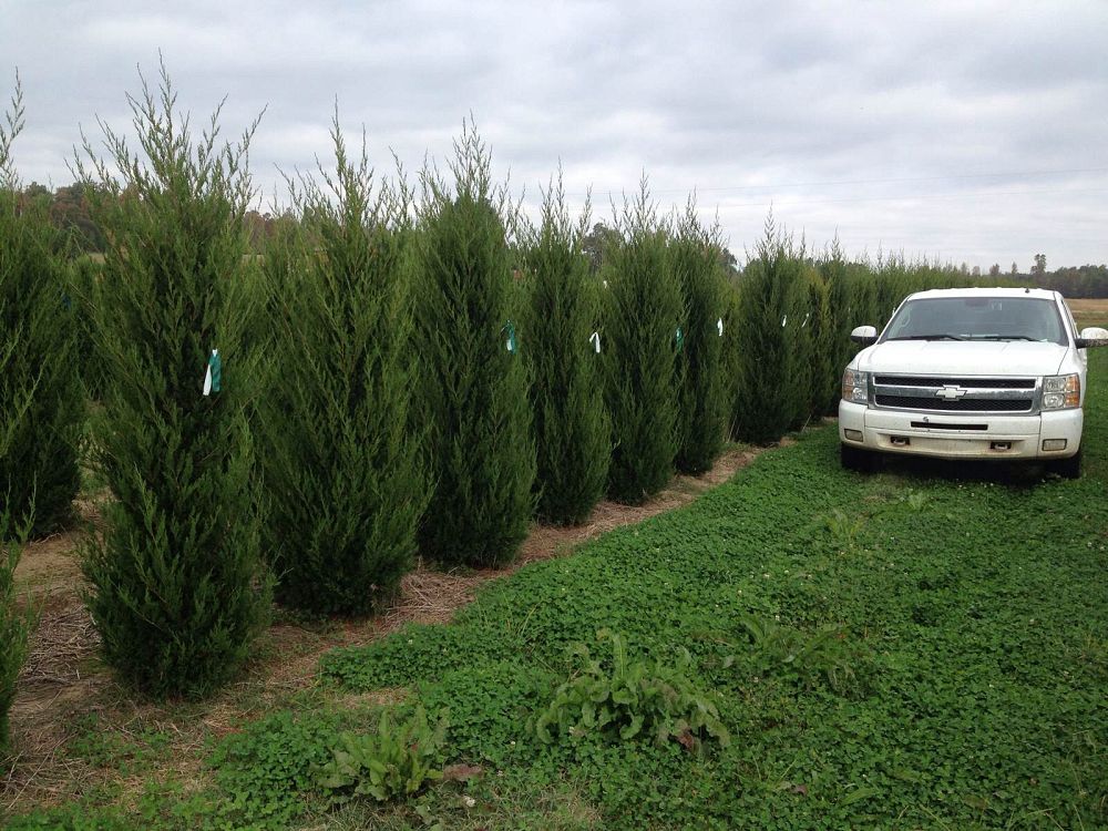 juniperus-virginiana-canaertii-eastern-red-cedar