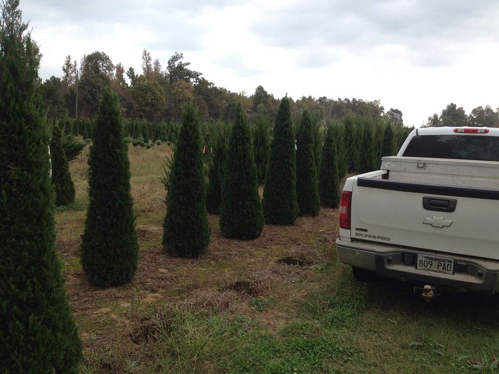 juniperus-virginiana-canaertii-eastern-red-cedar
