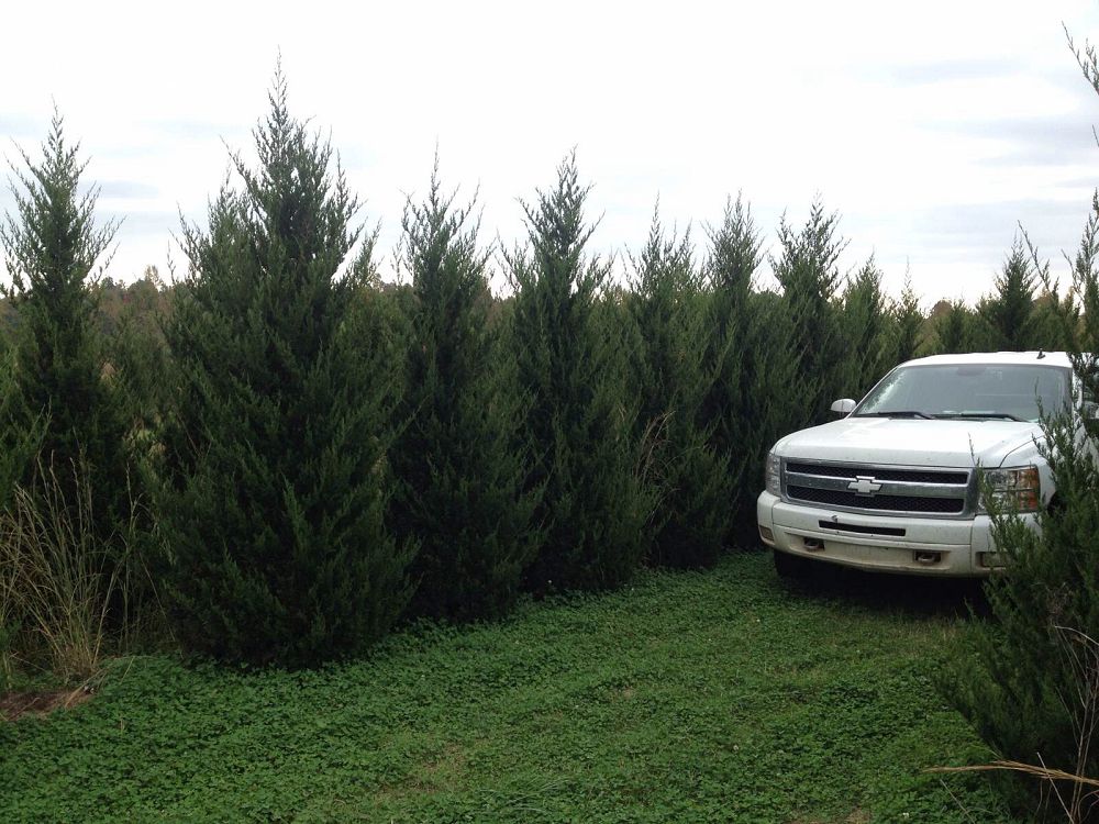 juniperus-virginiana-canaertii-eastern-red-cedar