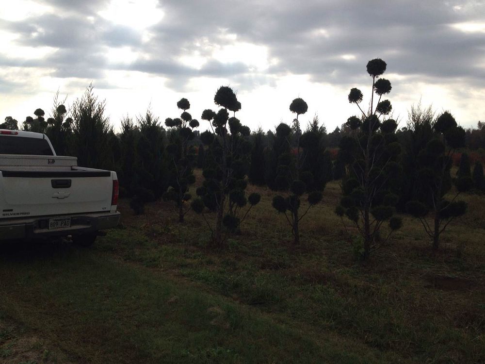 juniperus-virginiana-canaertii-eastern-red-cedar