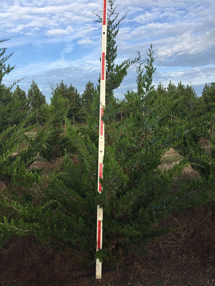 juniperus-virginiana-canaertii-eastern-red-cedar