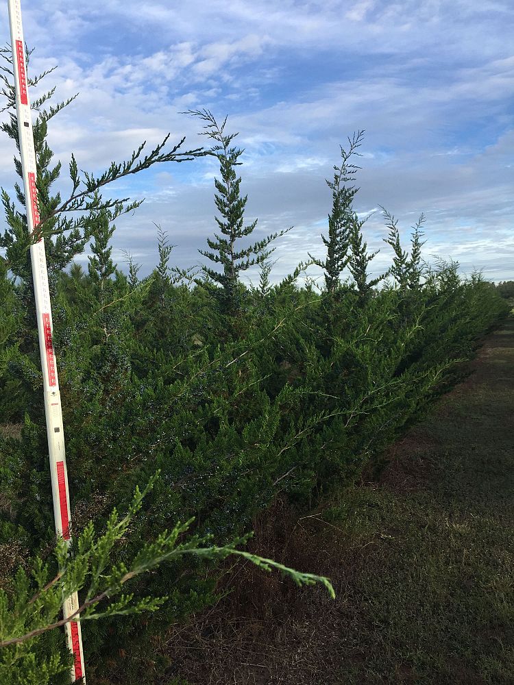 juniperus-virginiana-canaertii-eastern-red-cedar