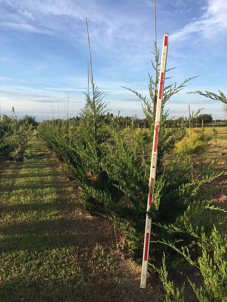 juniperus-virginiana-canaertii-eastern-red-cedar