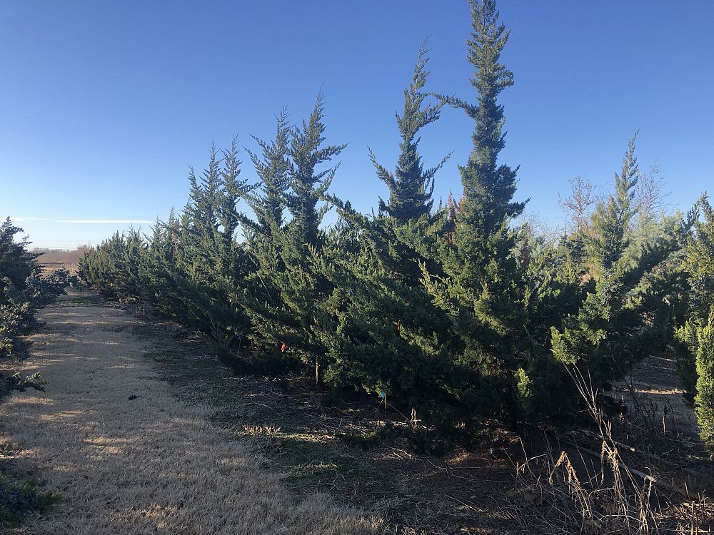 juniperus-virginiana-canaertii-eastern-red-cedar