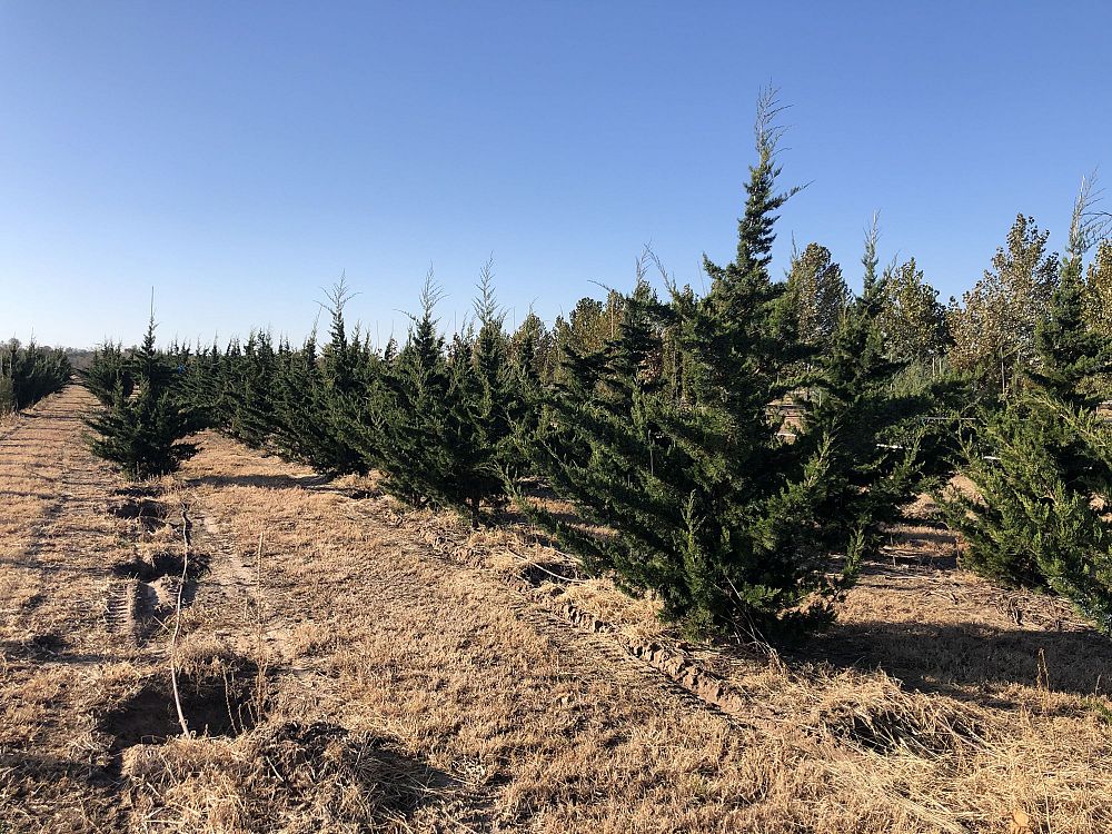 juniperus-virginiana-canaertii-eastern-red-cedar