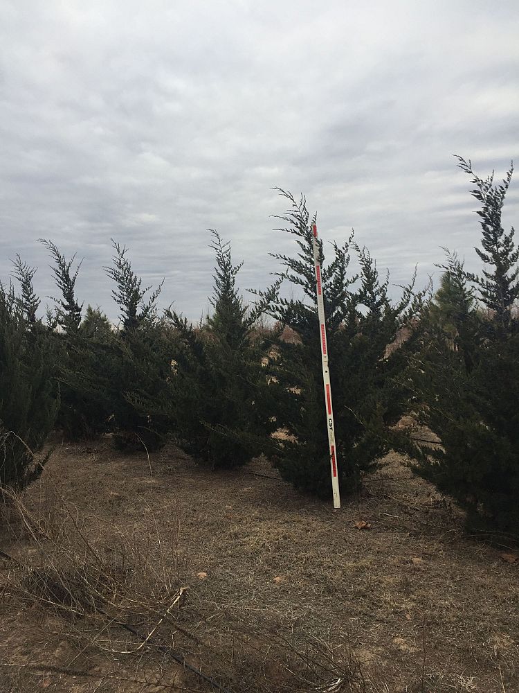 juniperus-virginiana-canaertii-eastern-red-cedar