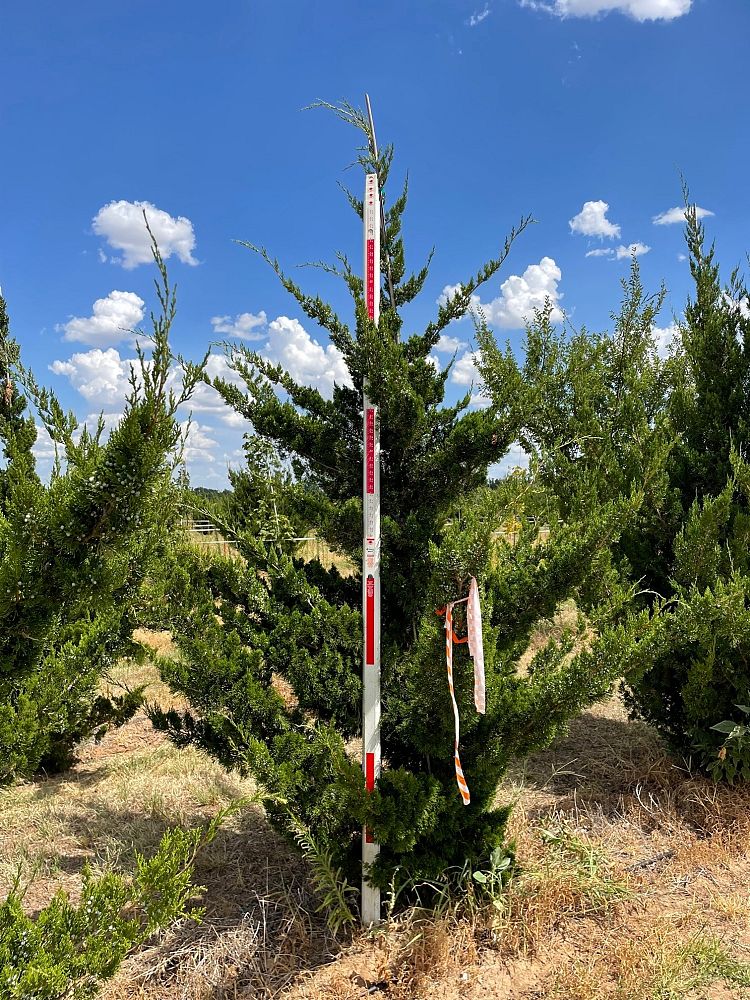 juniperus-virginiana-canaertii-eastern-red-cedar