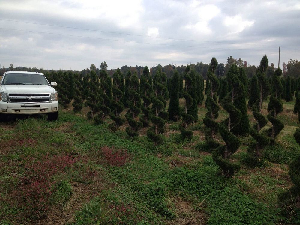 juniperus-virginiana-canaertii-topiary-spiral-eastern-red-cedar