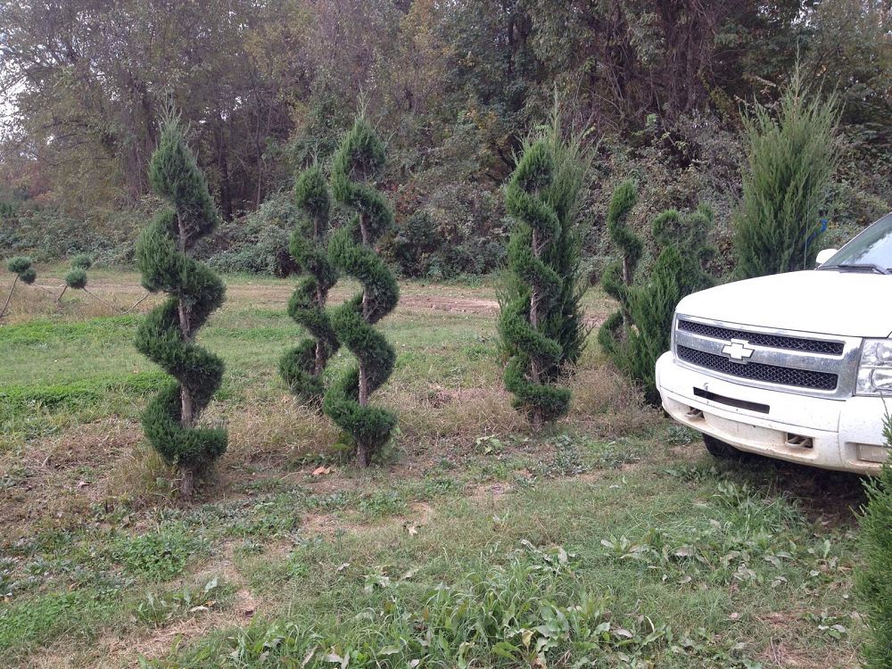 juniperus-virginiana-canaertii-topiary-spiral-eastern-red-cedar