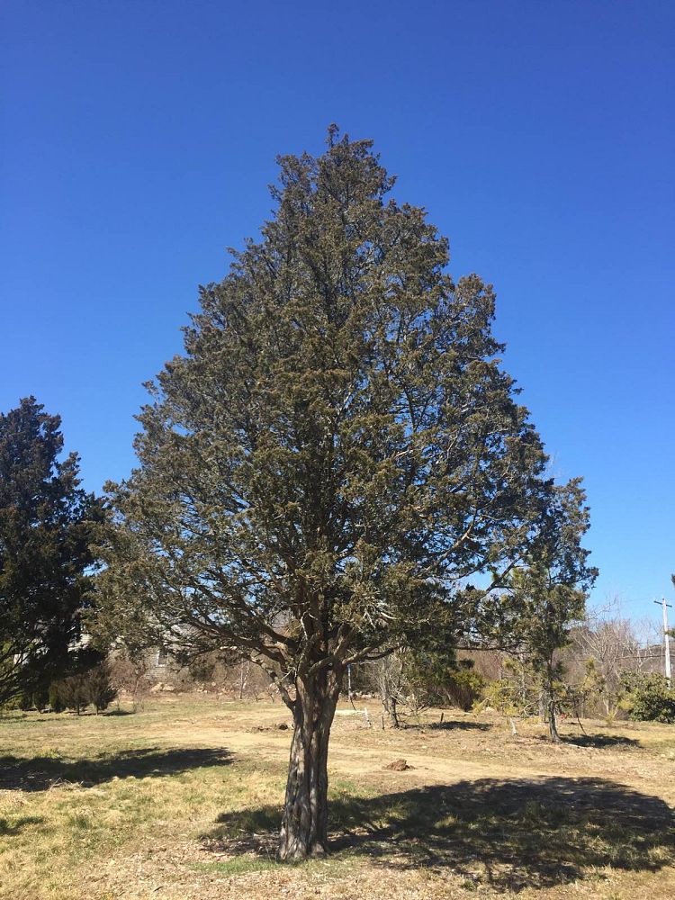 HF Johnson Tree Farm LLC